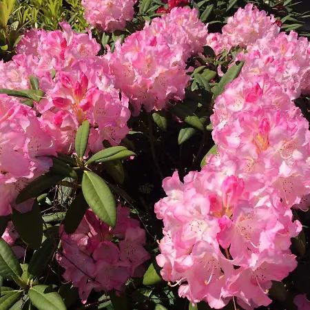 Hotel Hansens Haus Am Bad Zwischenahn