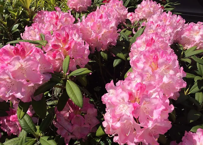 Отель Hansens Haus Am Бад-Цвишенан